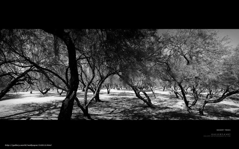 Desert Trees Panorama