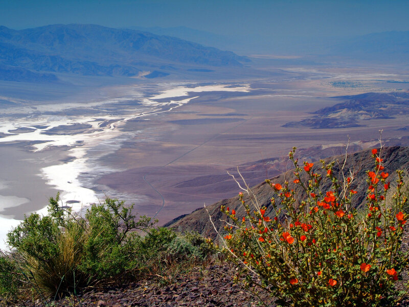 Desert valley with wildflowers