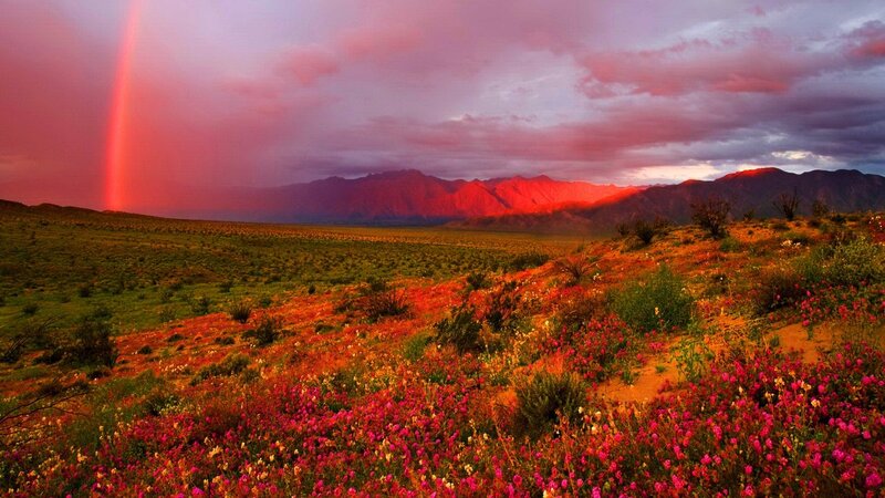 Desert Wildflowers and Rainbow