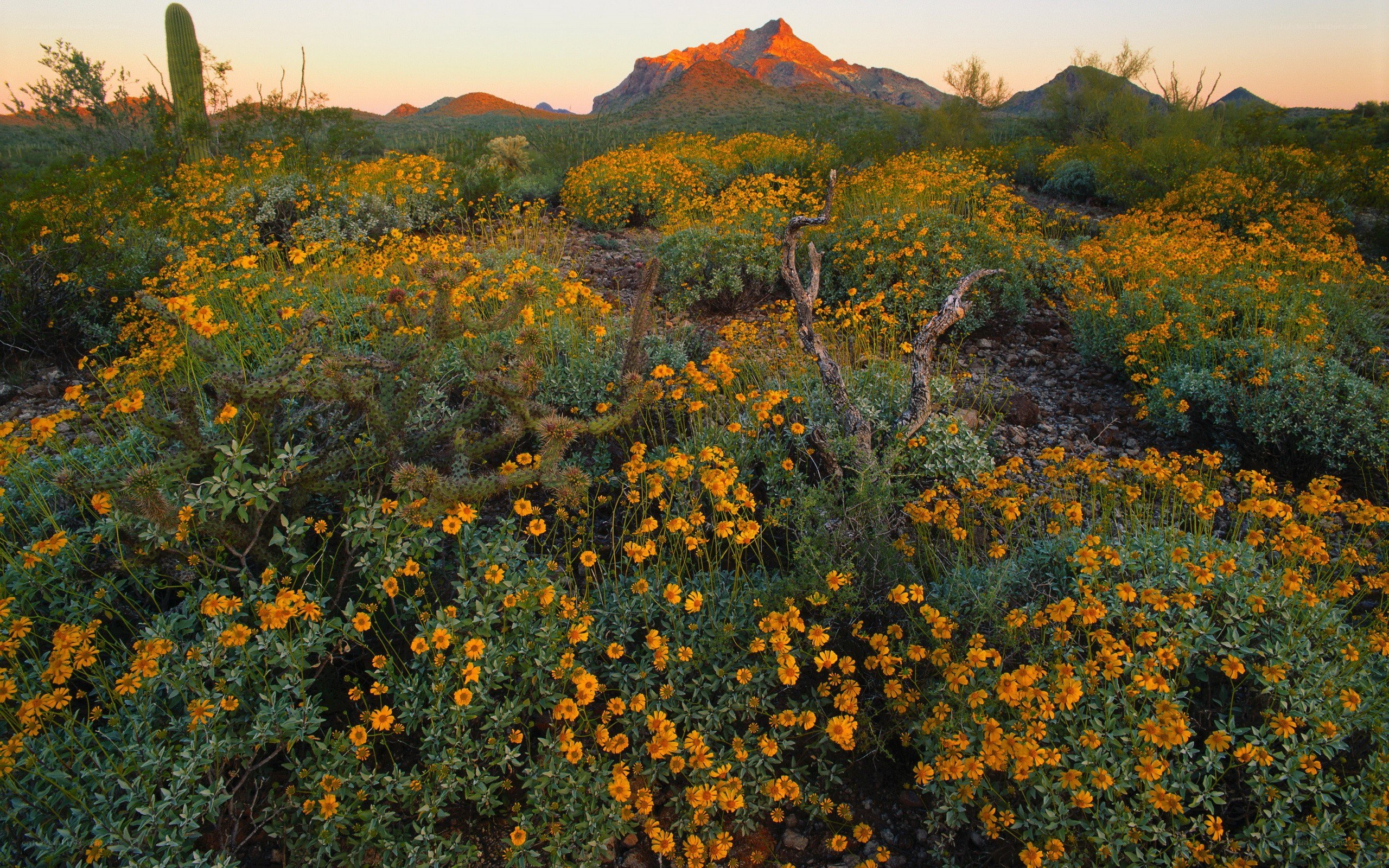 Desert wildflowers at sunset