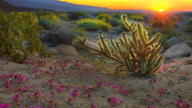 Desert wildflowers at sunset