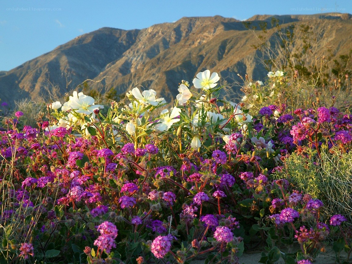 Desert wildflowers bloom in spring