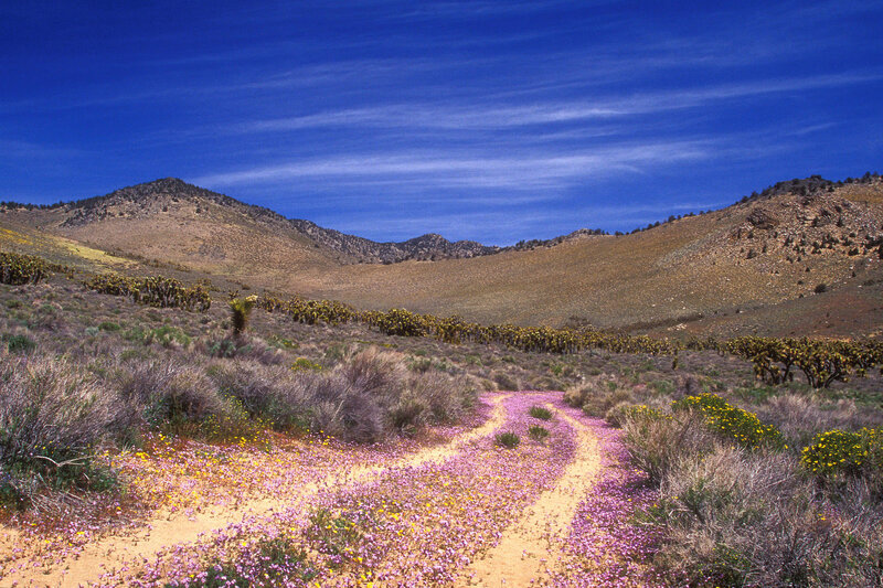 Desert wildflowers bloom under blue sky