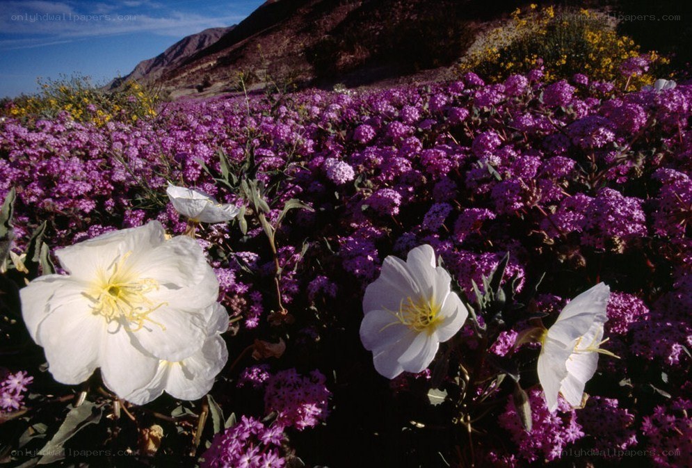 Desert wildflowers in bloom