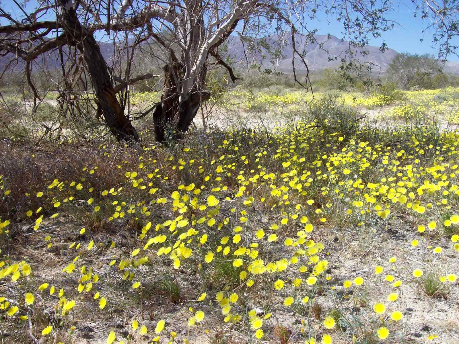 Desert wildflowers in bloom