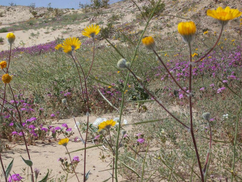 Desert wildflowers in bloom