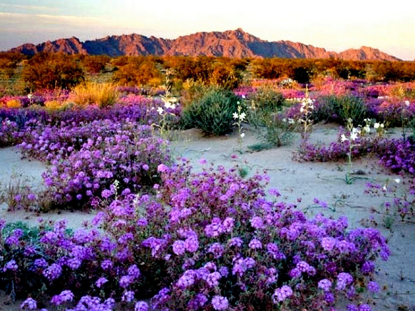 Desert wildflowers in bloom