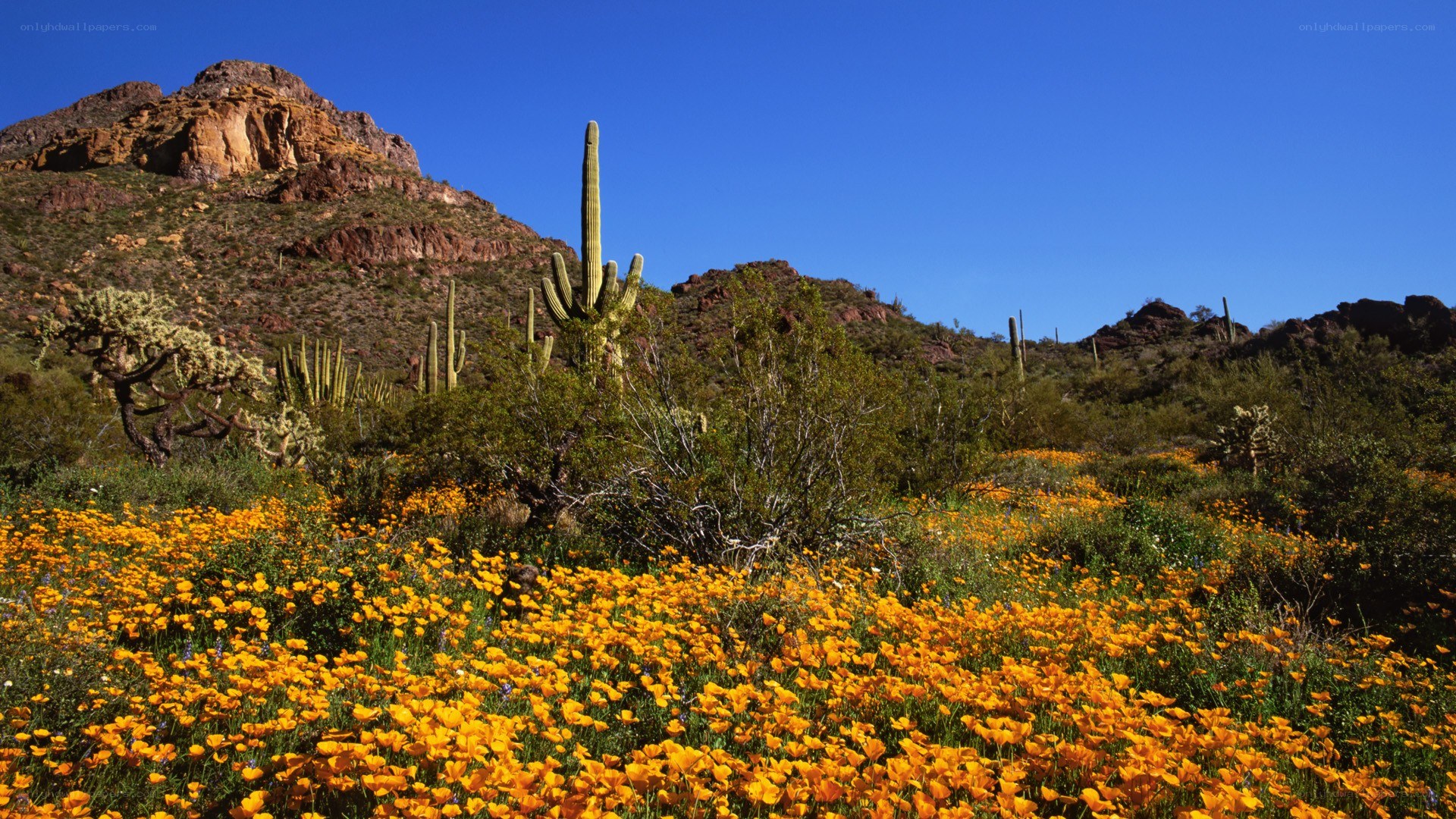 Desert wildflowers in bloom