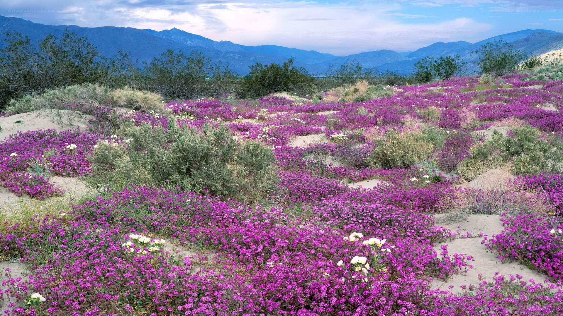 Desert wildflowers in bloom