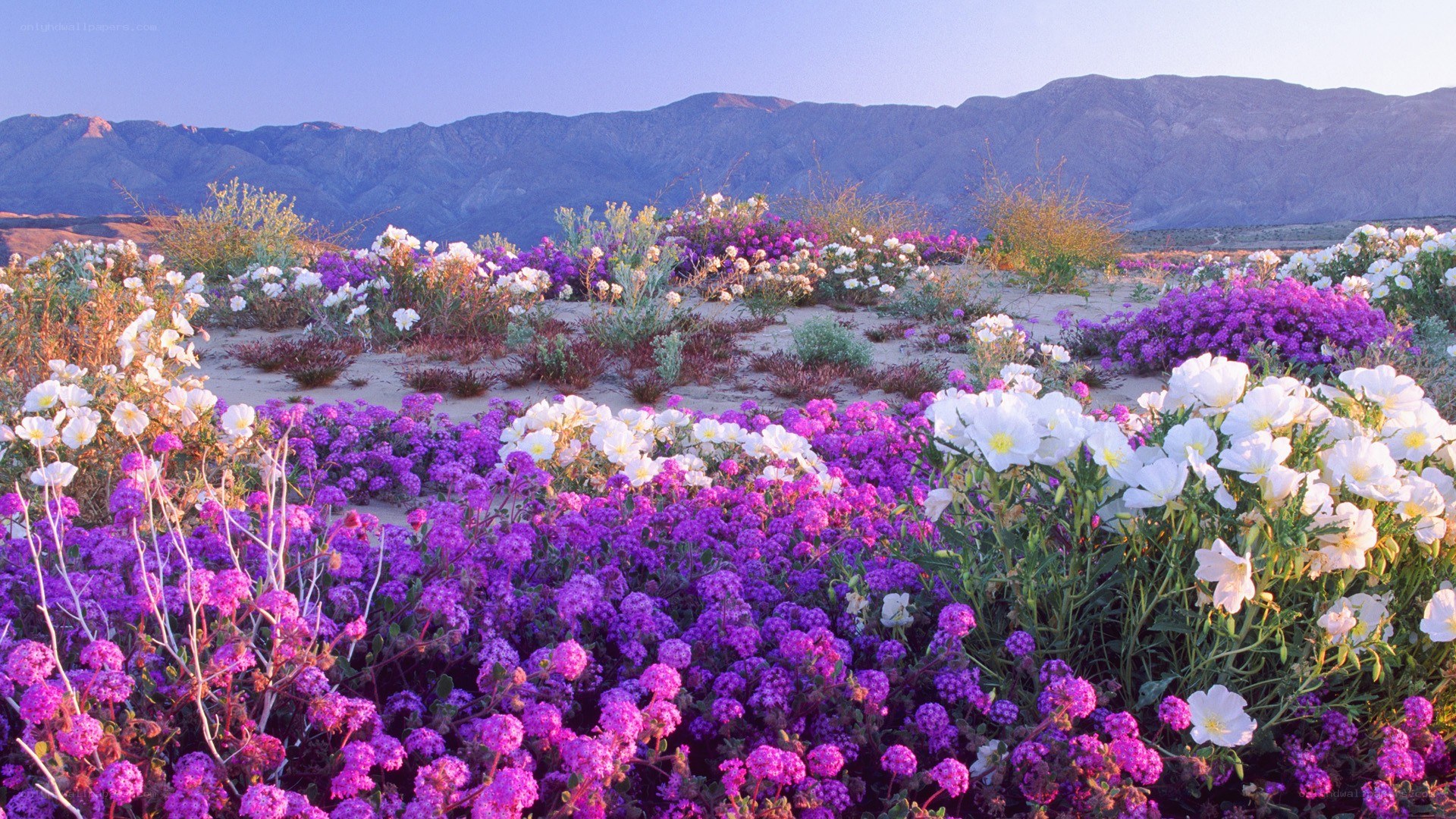 Desert wildflowers in bloom