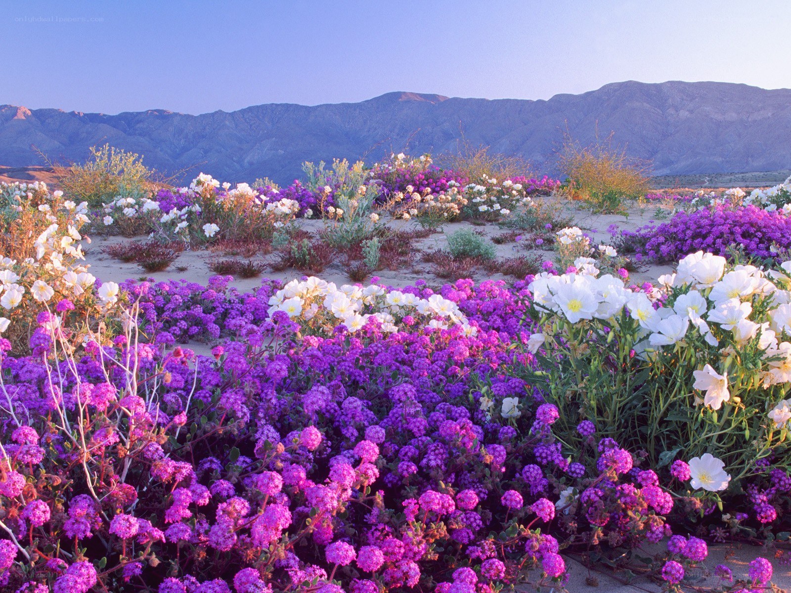 Desert wildflowers in bloom
