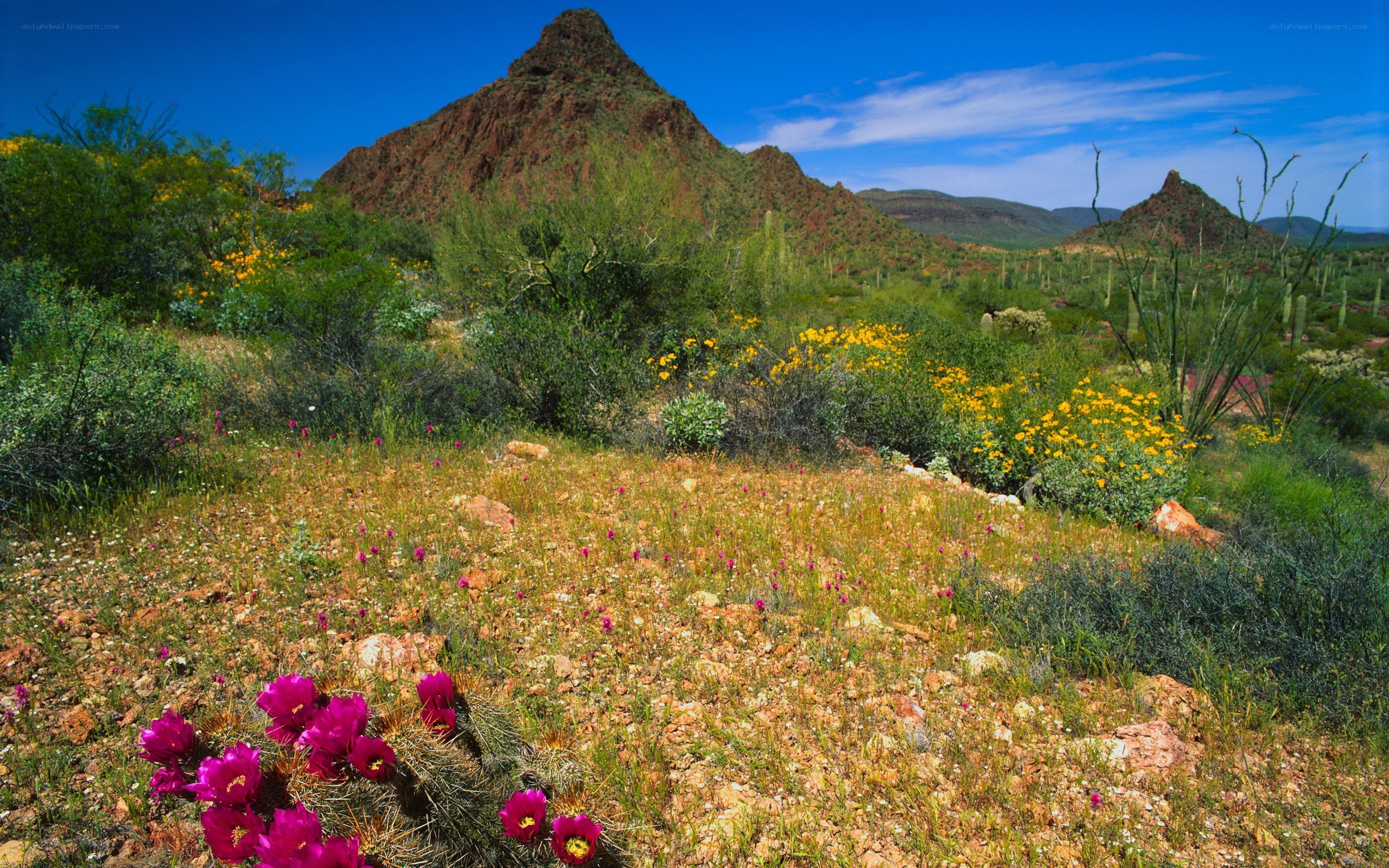 Desert wildflowers in bloom