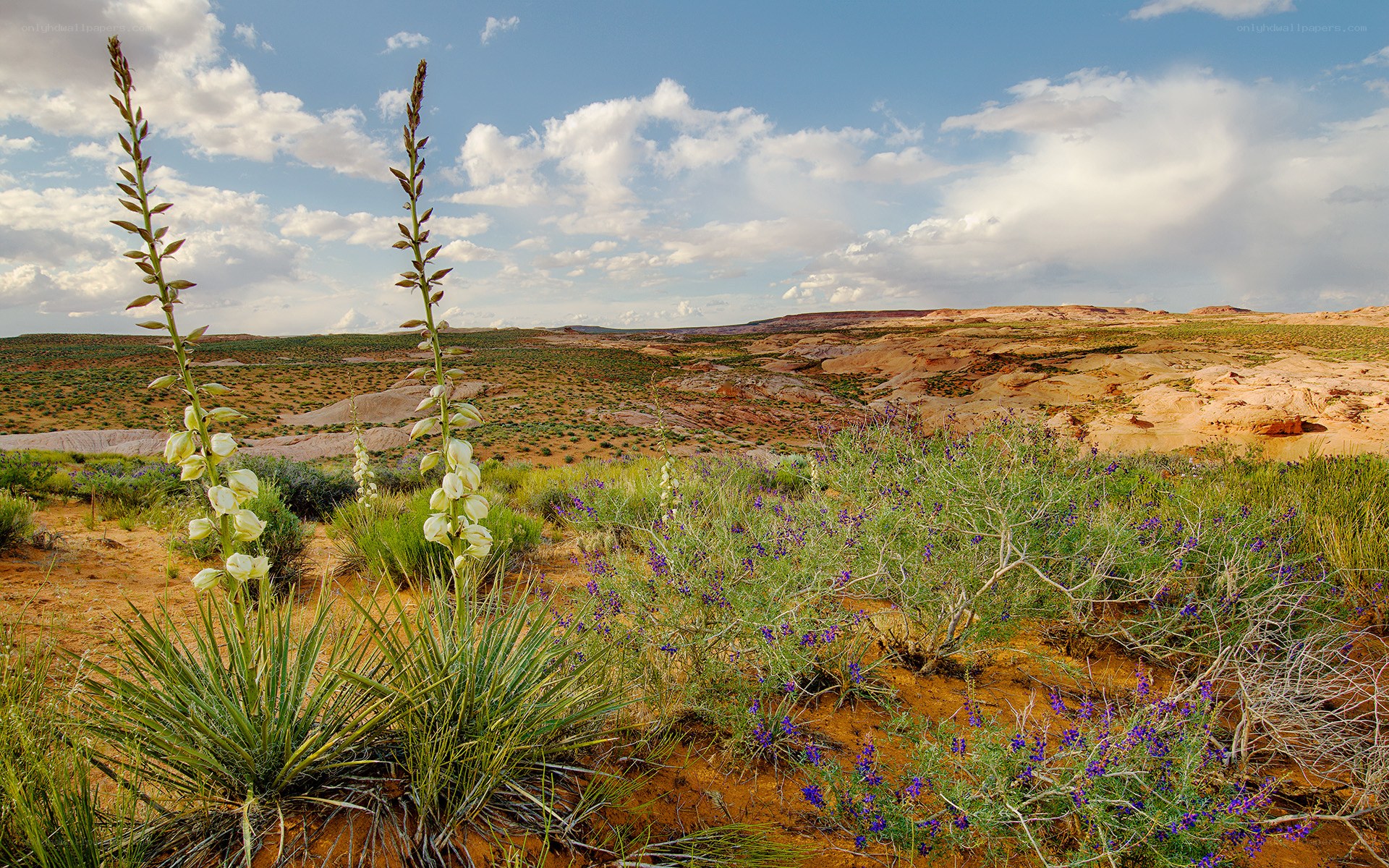 Desert wildflowers in Utah