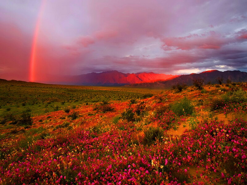 Desert Wildflowers — Pink
