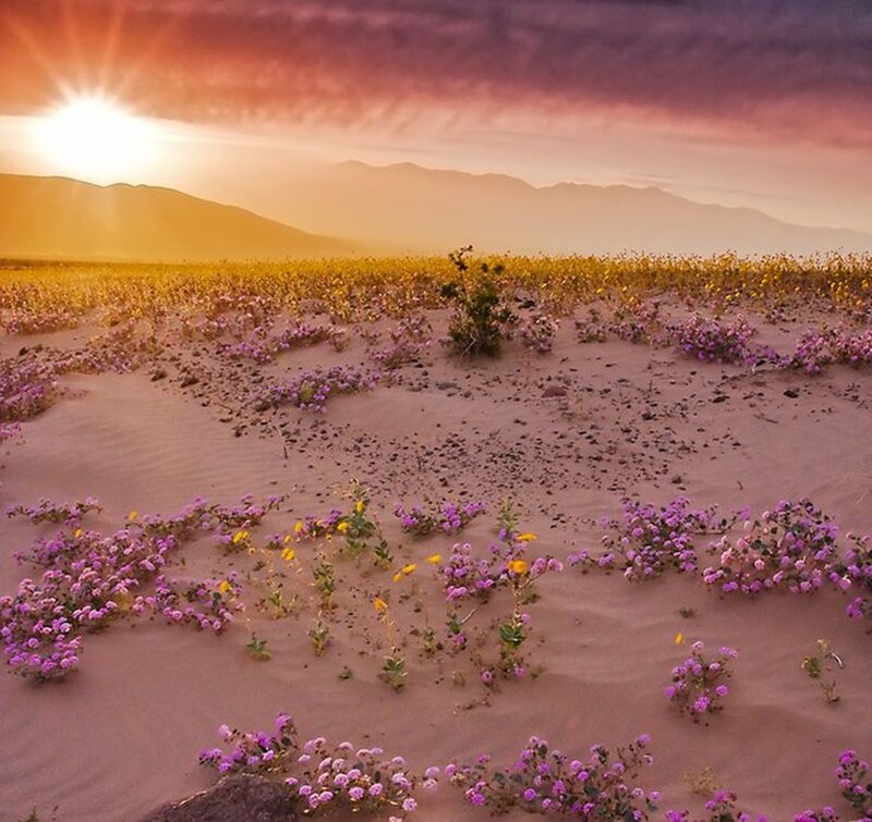 Desert Wildflowers — Purple, Serene