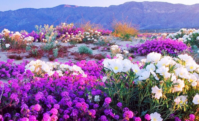 Desert Wildflowers — Purple