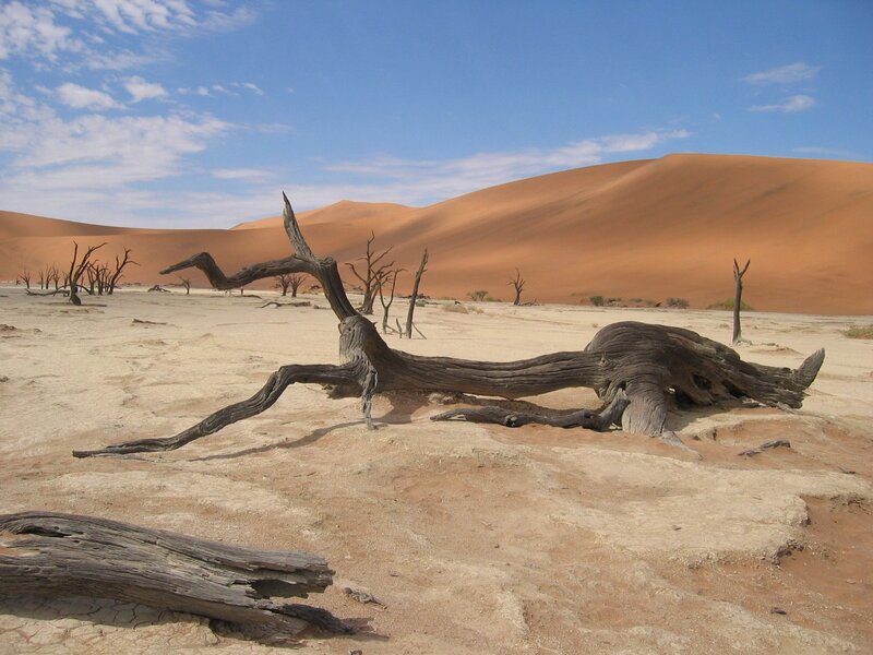 Desert with dead trees