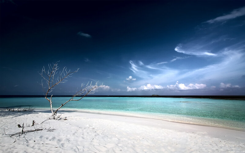 Deserted beach with dead tree