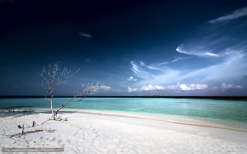 Deserted beach with dead tree