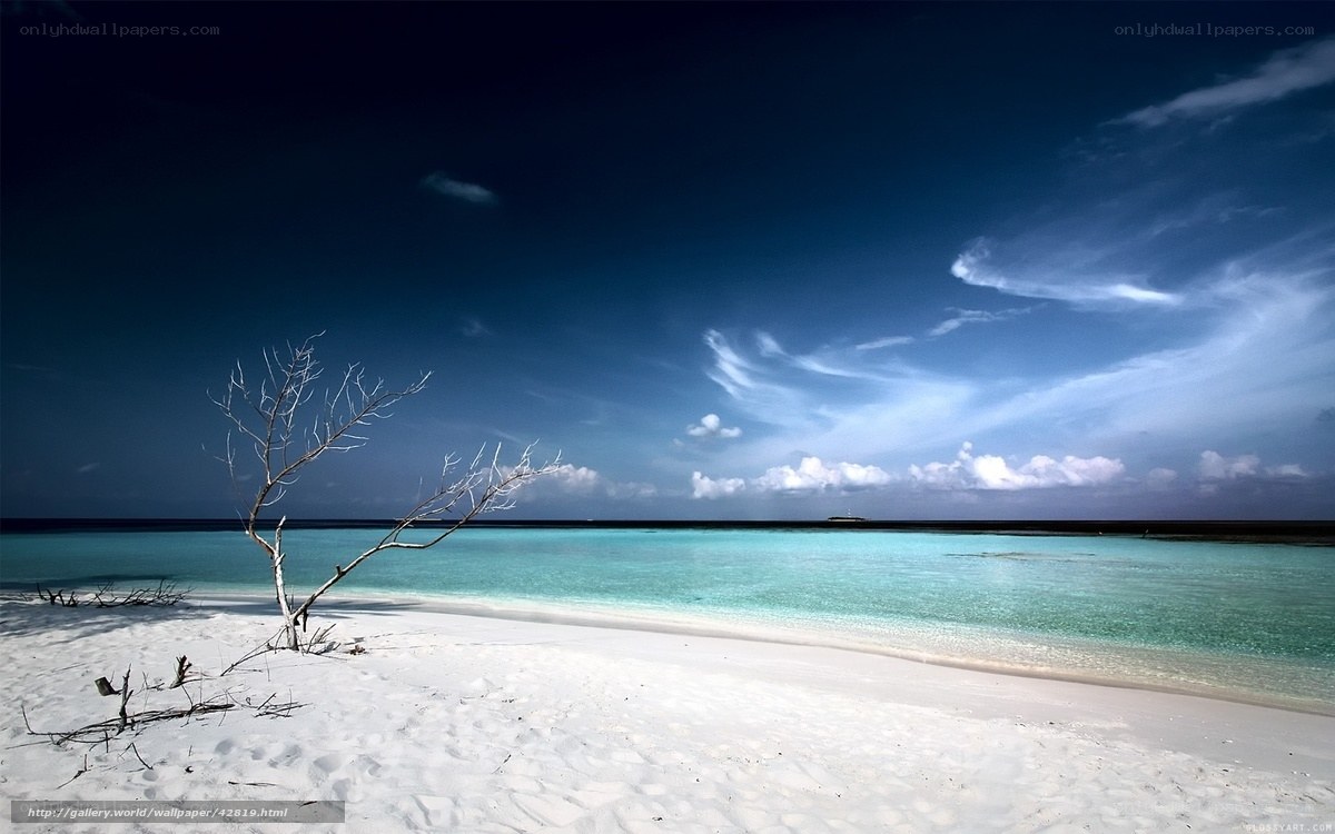 Deserted beach with dead tree