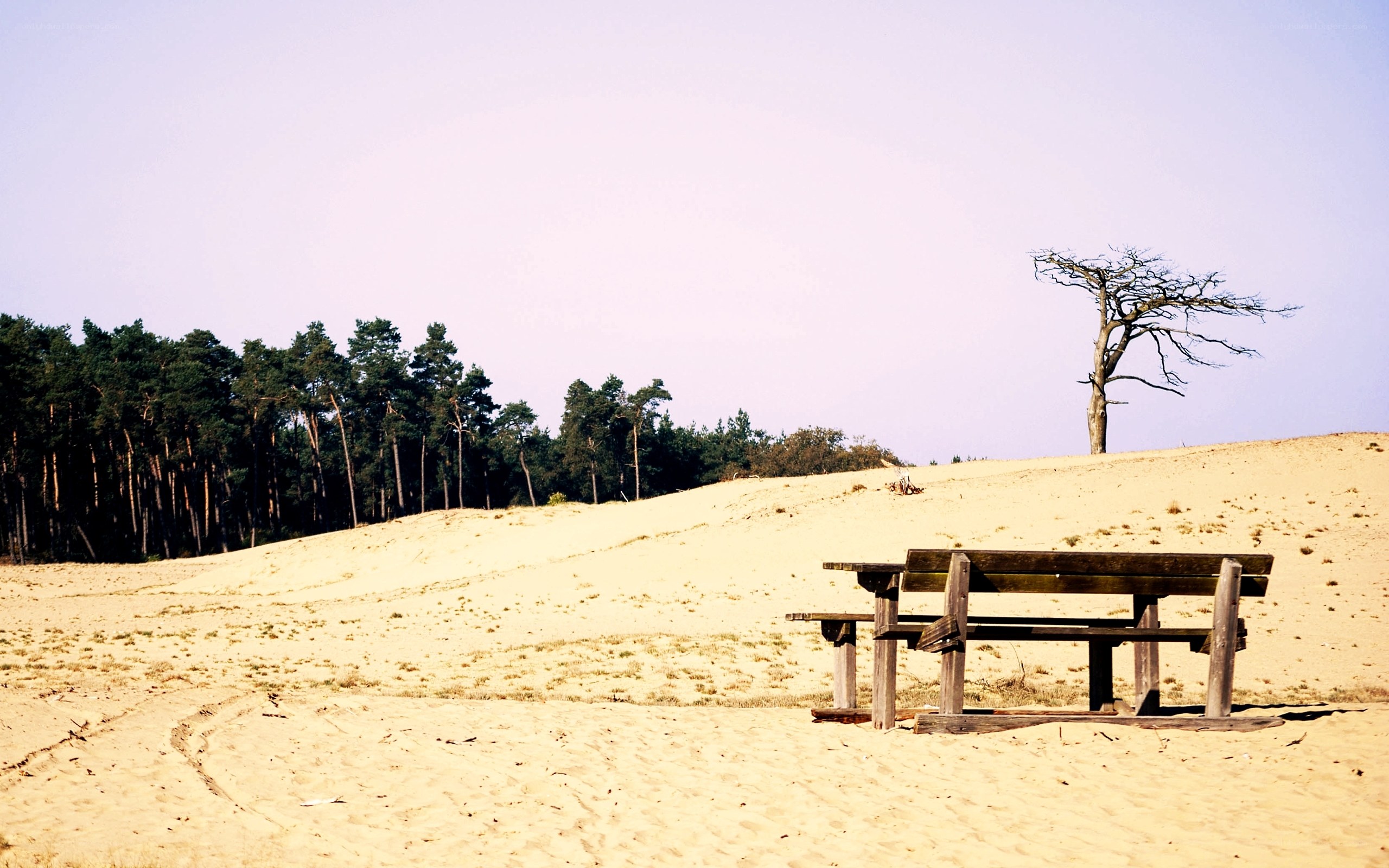 Deserted bench on a sand dune