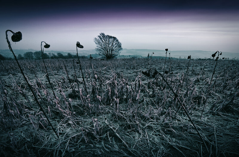 Desolate field at dusk