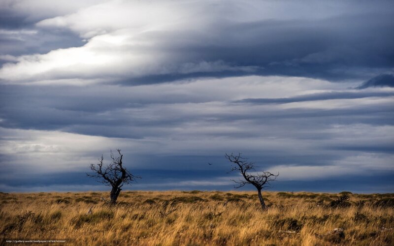 Desolate landscape with dead trees