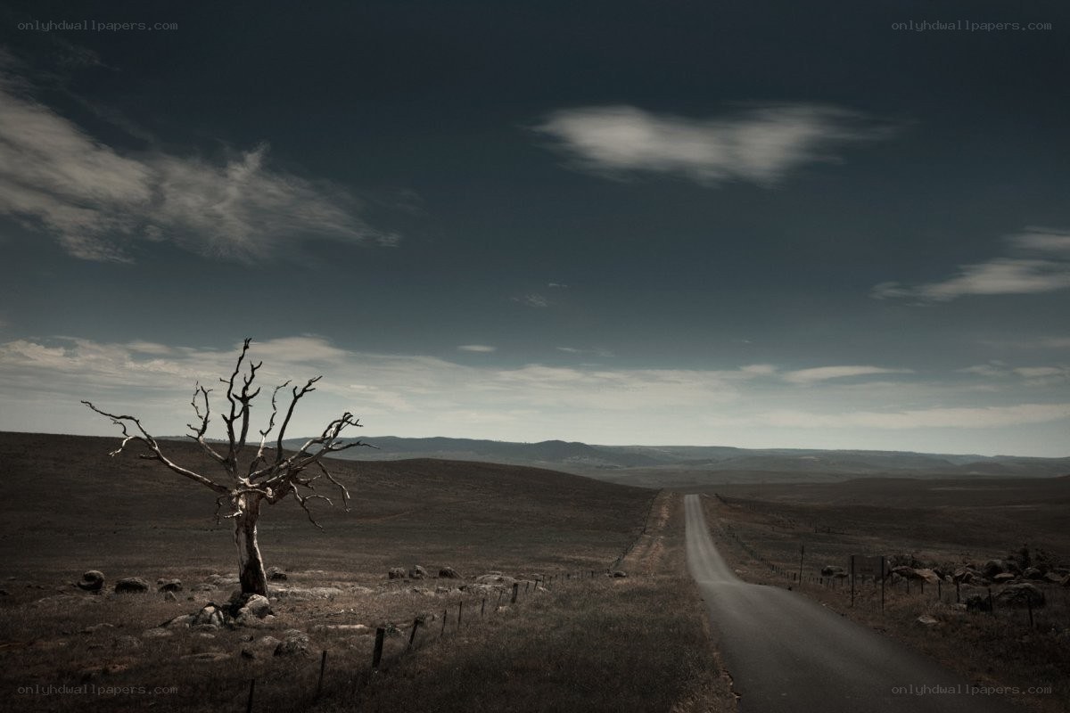 Desolate road with dead tree