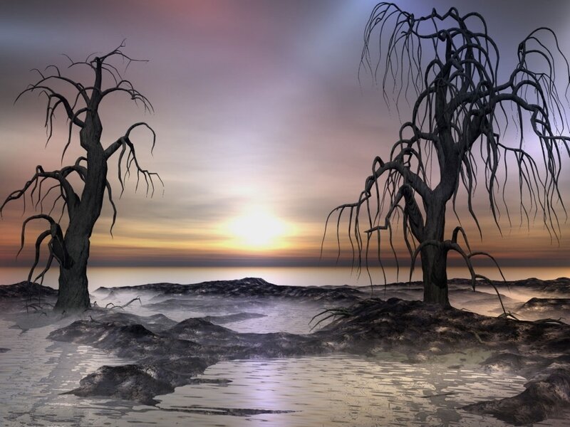 Desolate swamp at sunset