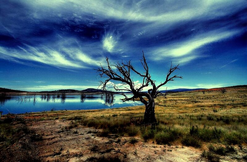 Desolate tree by a lake