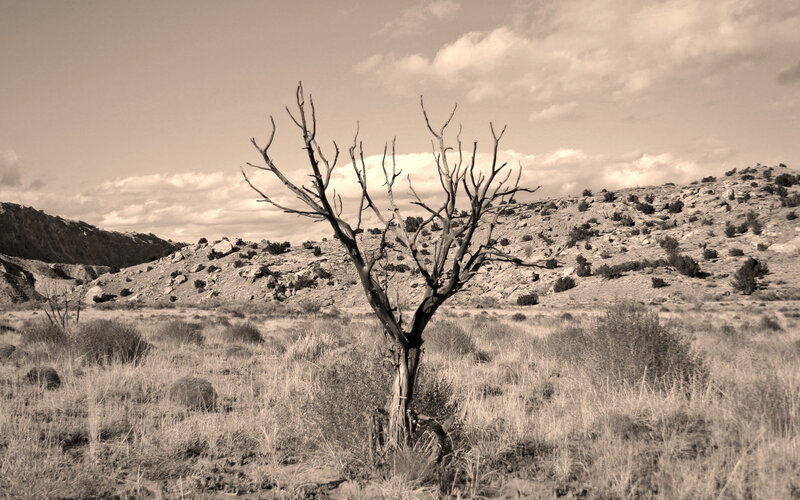 Desolate tree in arid landscape