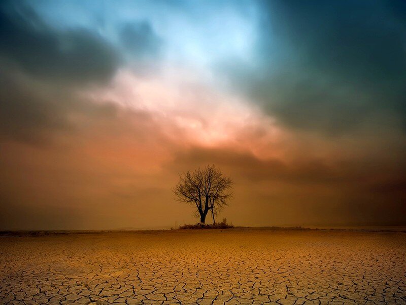 Desolate tree in cracked earth