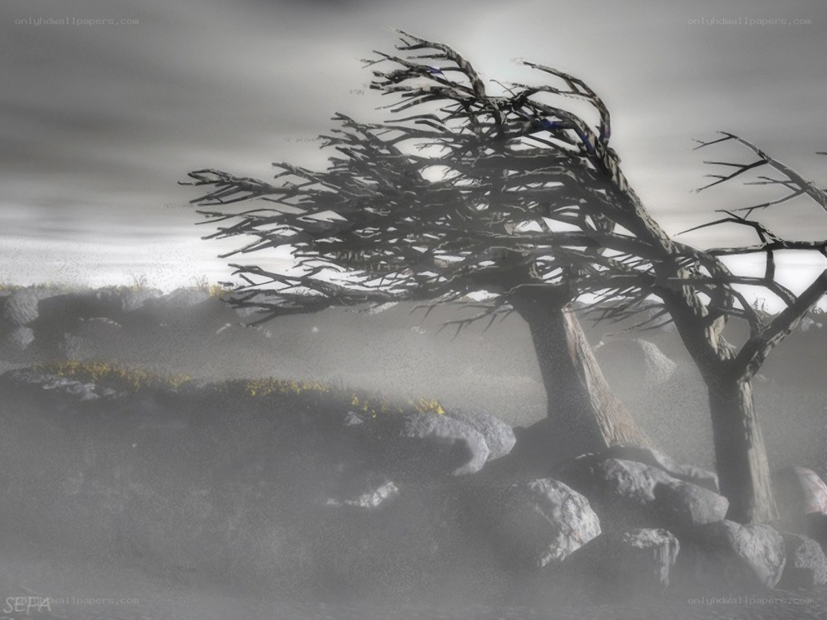 Desolate tree in fog