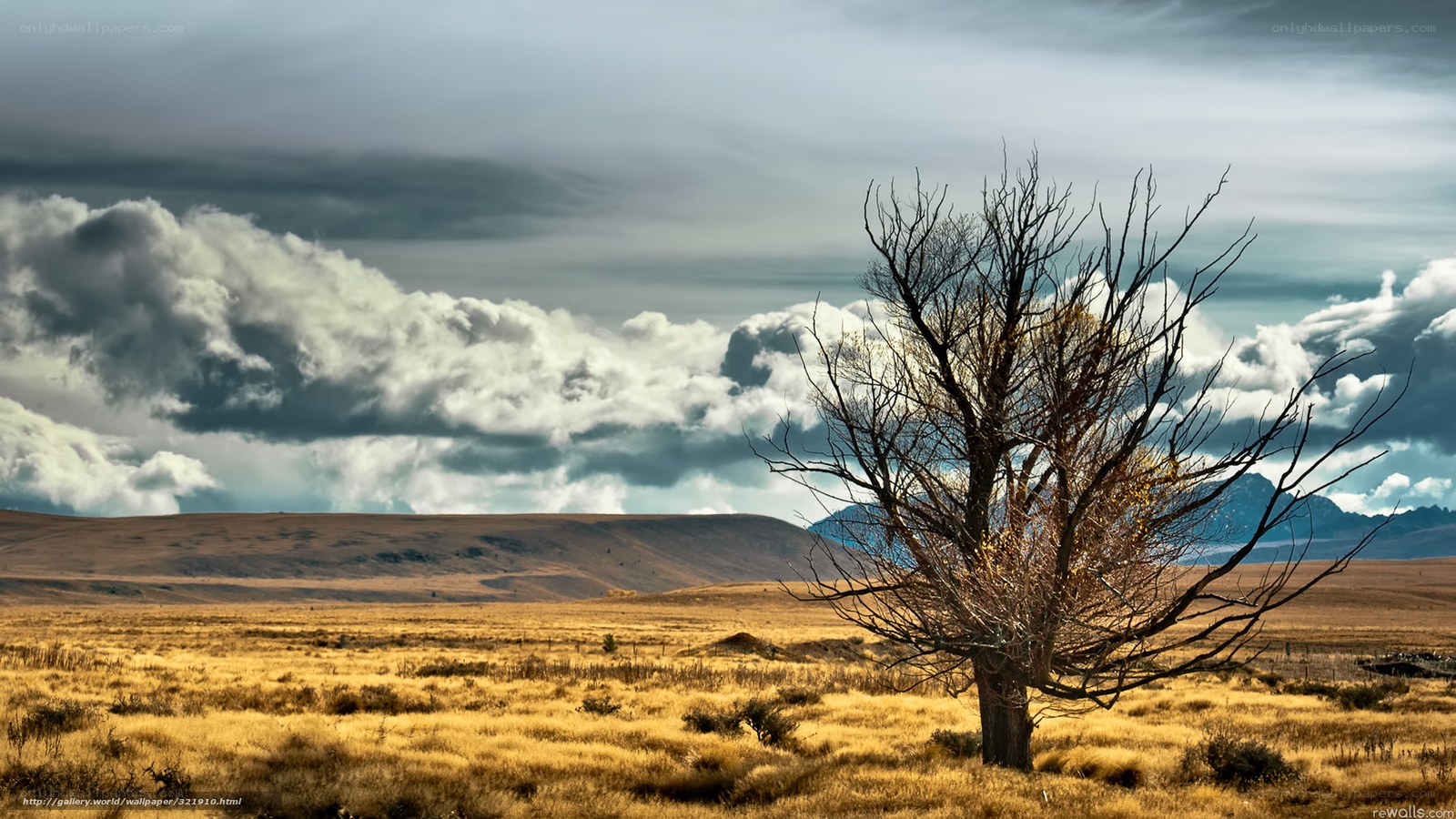 Desolate tree in golden field