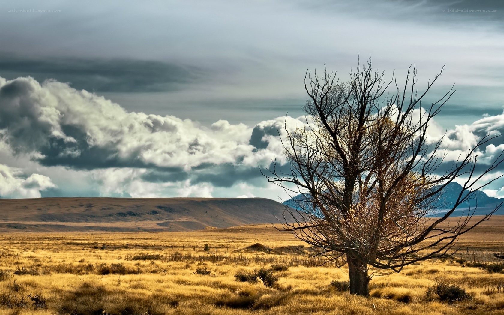 Desolate tree in golden field