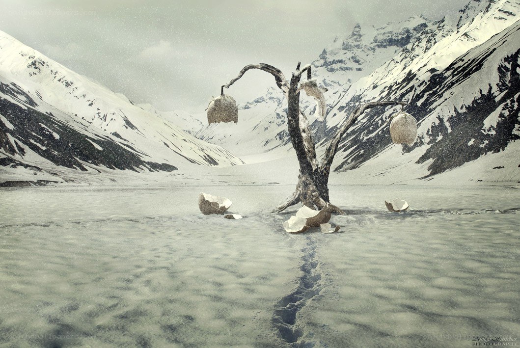 Desolate tree in snowy valley