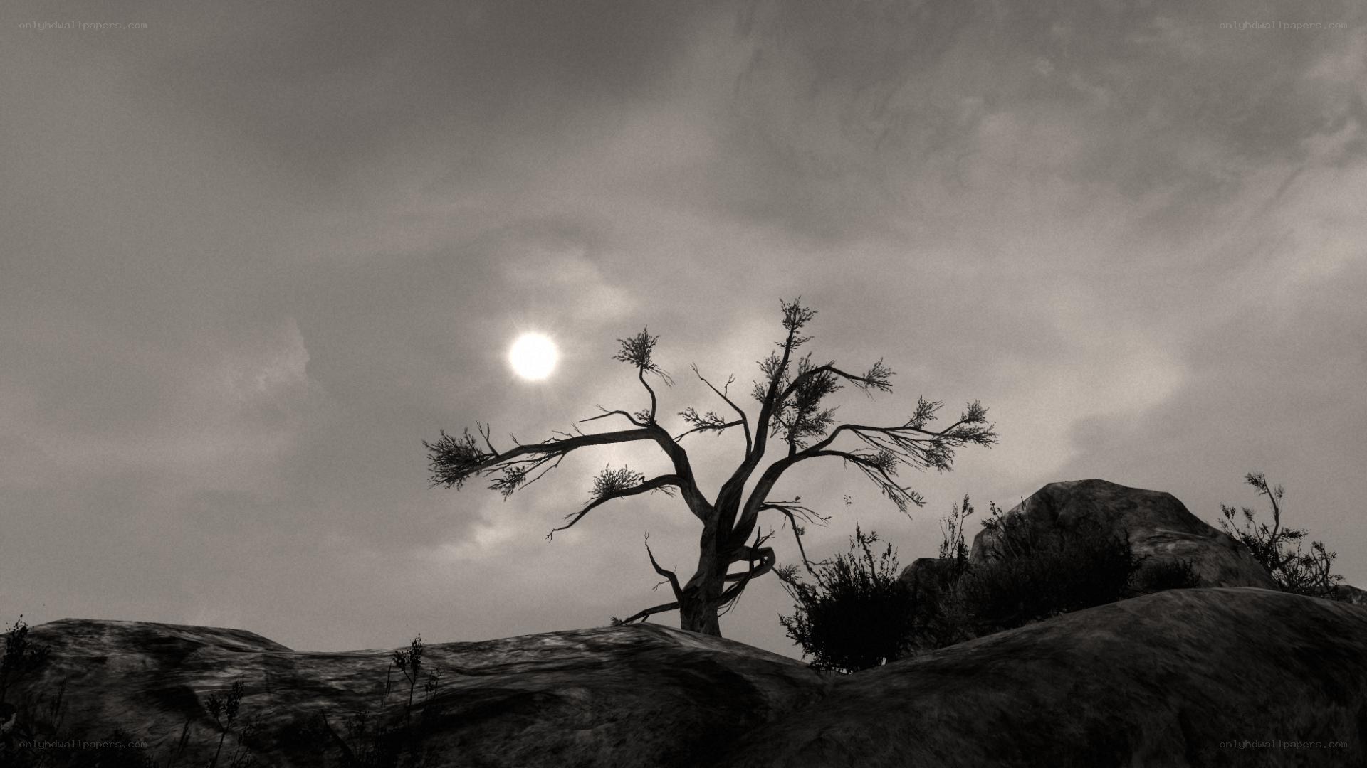 Desolate tree under bright sun