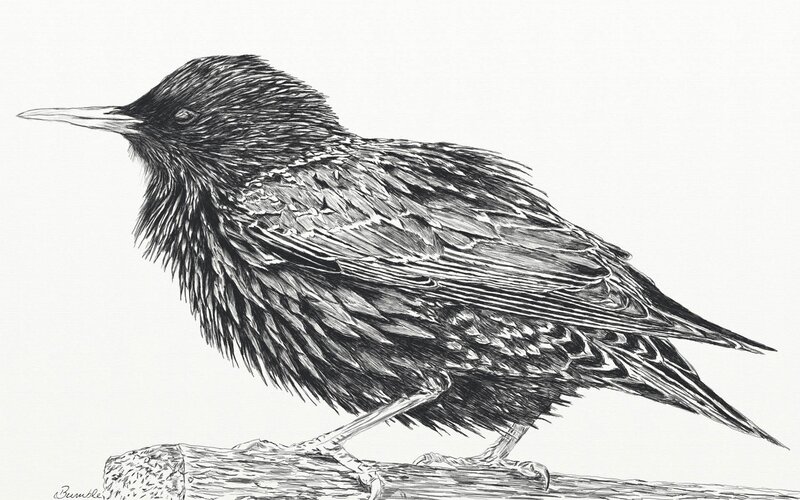 detailed bird sketch
