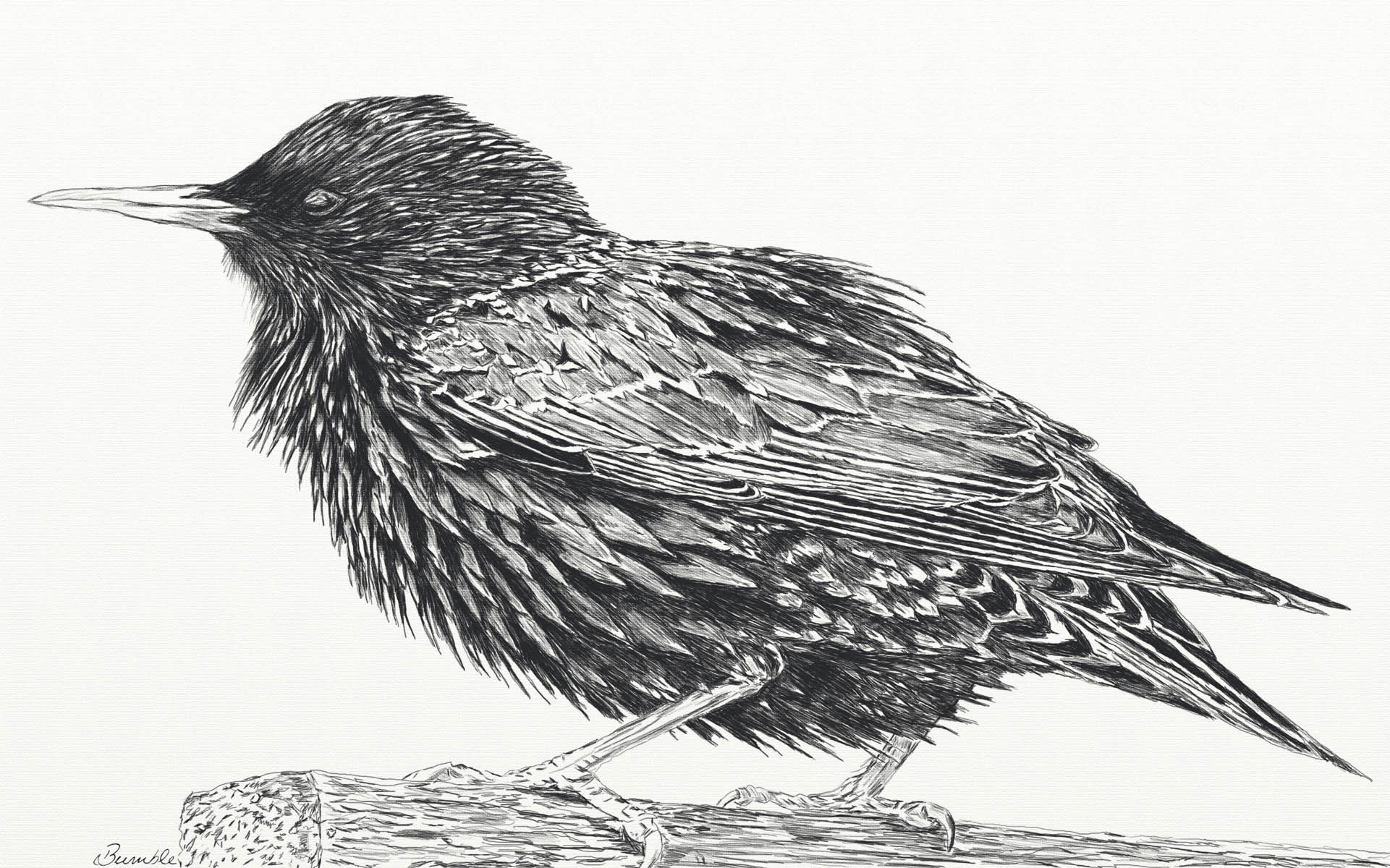 detailed bird sketch