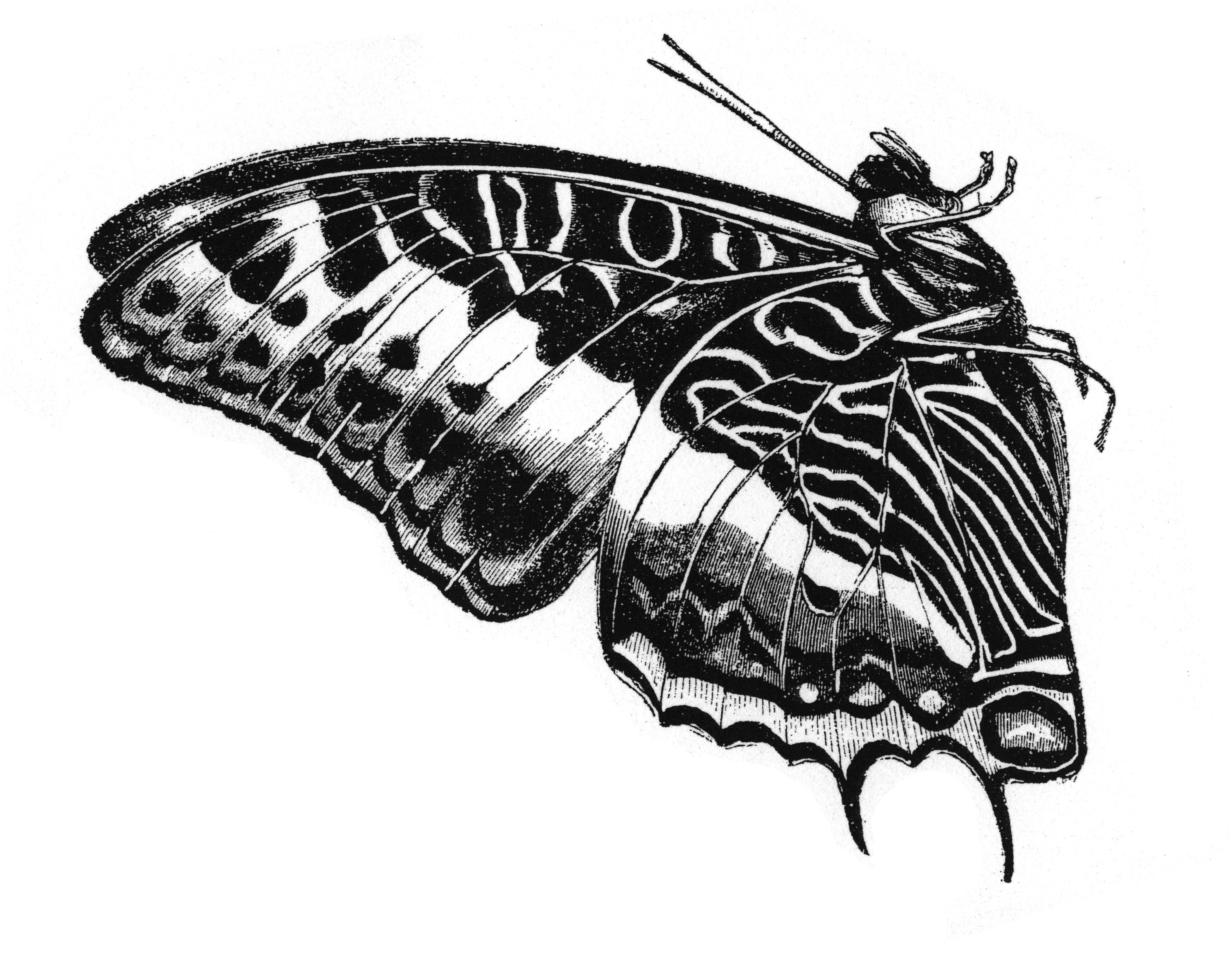 detailed butterfly illustration