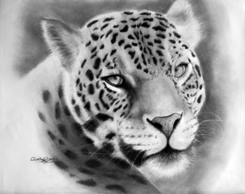 detailed charcoal drawing of a leopard