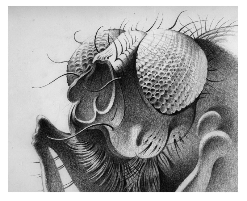 detailed fly head drawing