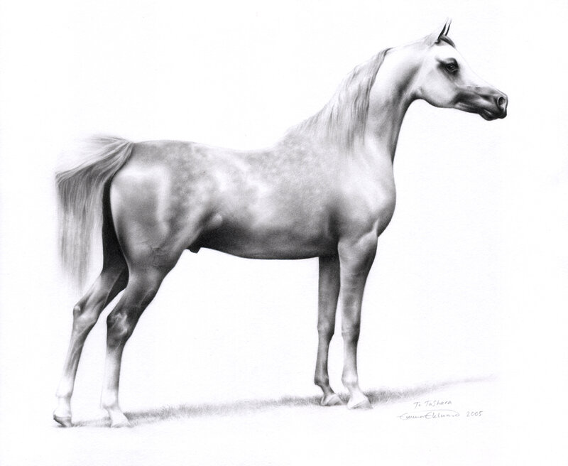 detailed horse drawing