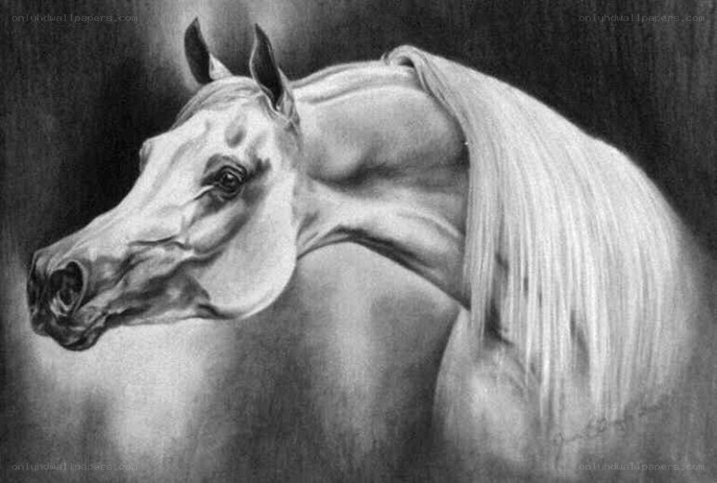 detailed horse portrait