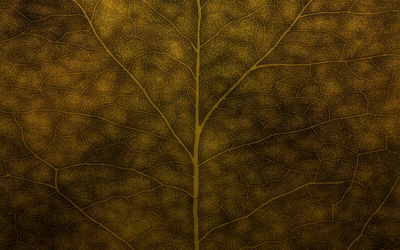 detailed leaf vein texture