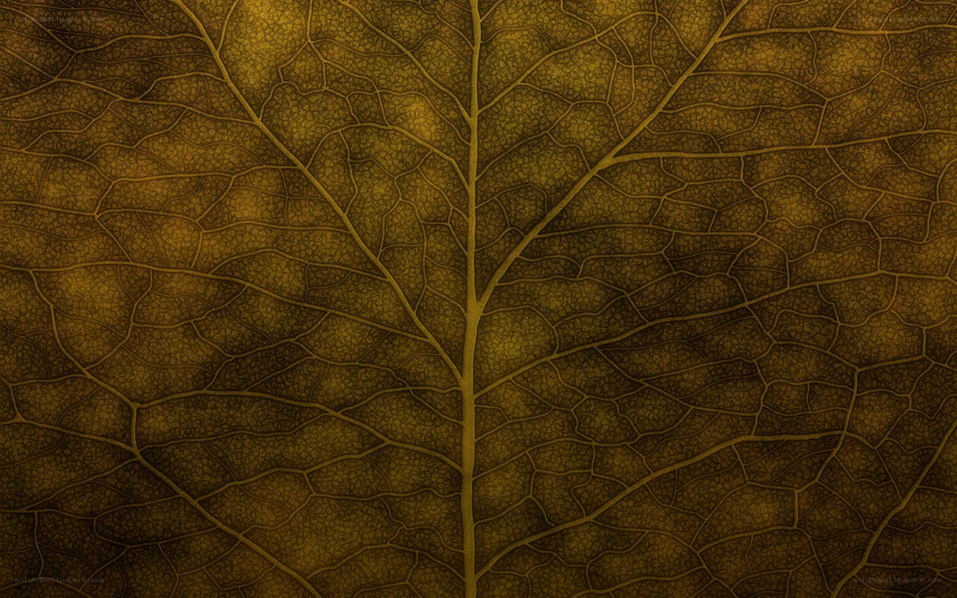 detailed leaf vein texture