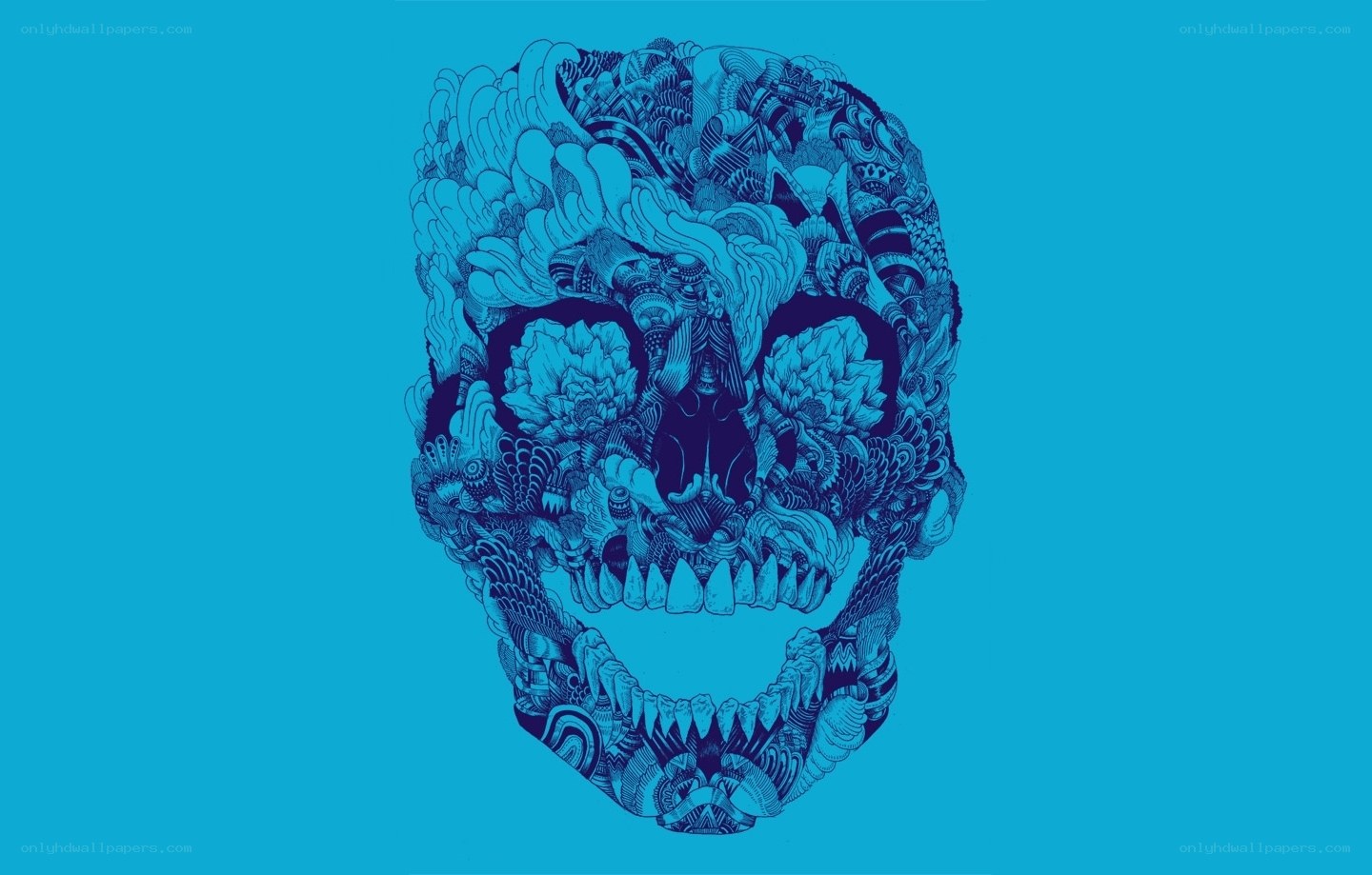 detailed skull illustration