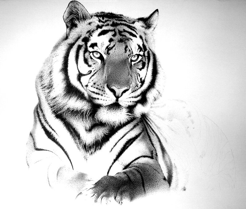 detailed tiger portrait