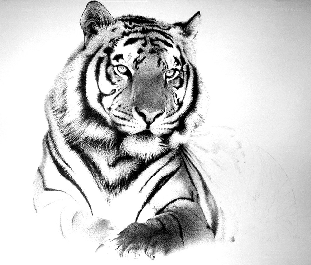 detailed tiger portrait