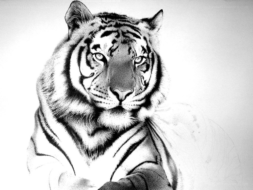 detailed tiger sketch